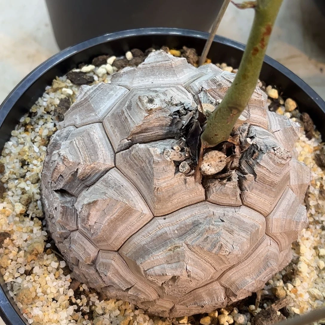 精品白皮大甲南非龟，13.5公分