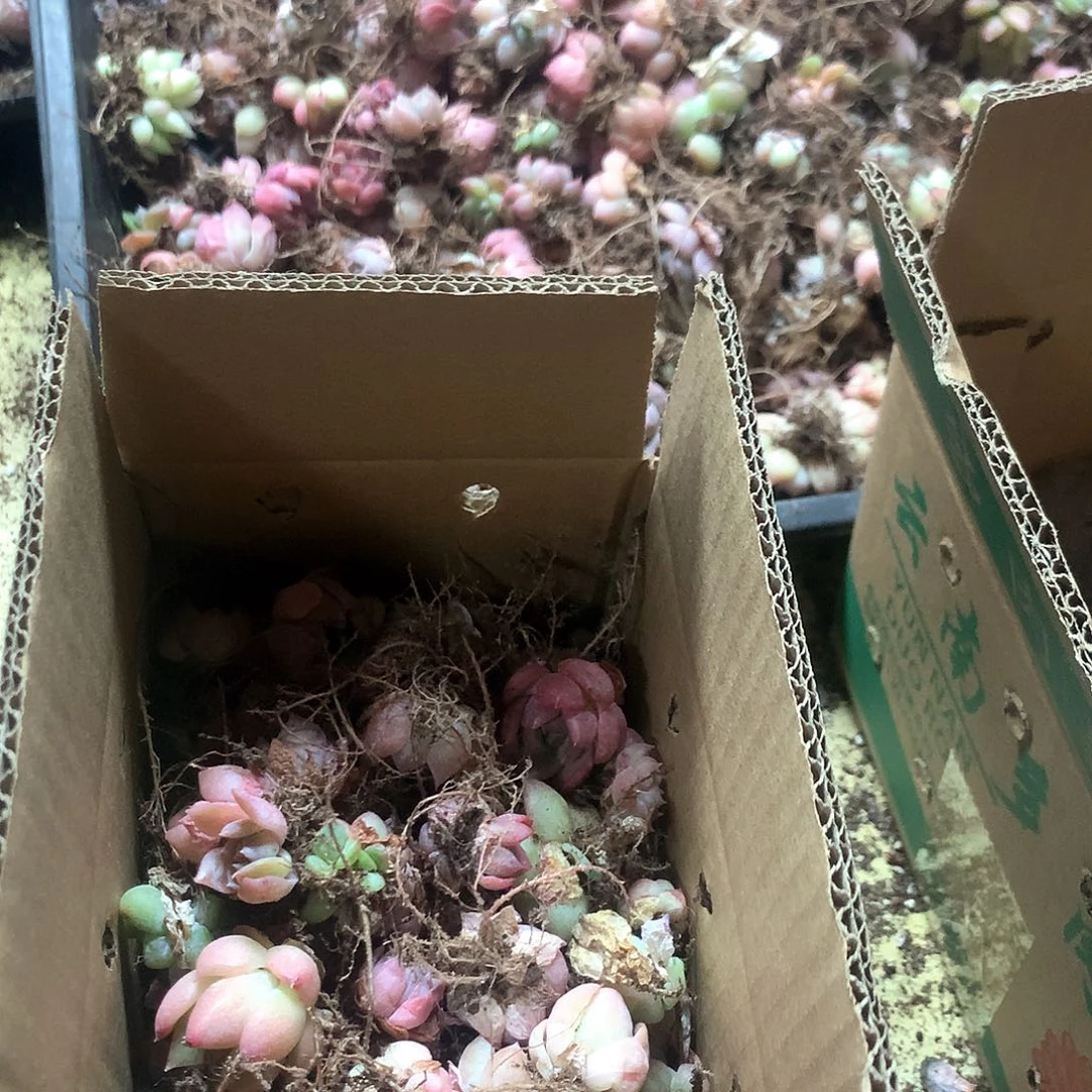 朋友家多肉小课70