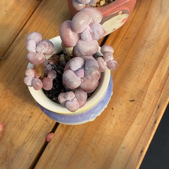 胭脂精品多肉挑蛋013