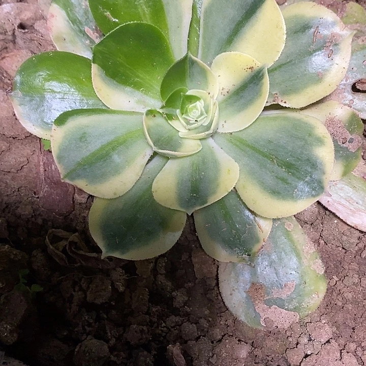 多肉植物保护研究所