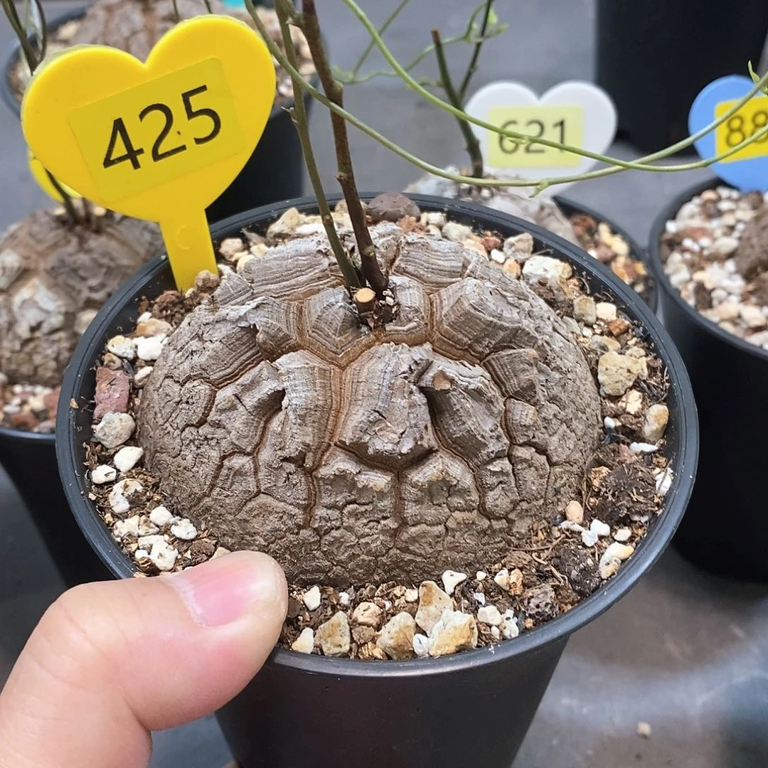 南非龟甲龙龟甲龙