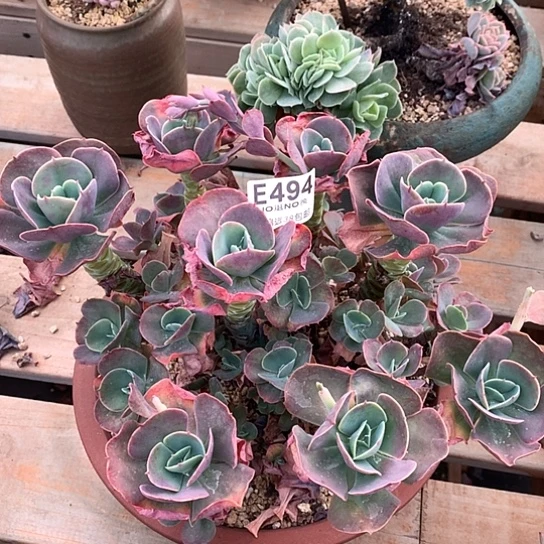 莫妮卡494 全场默认微瑕7-8天发货