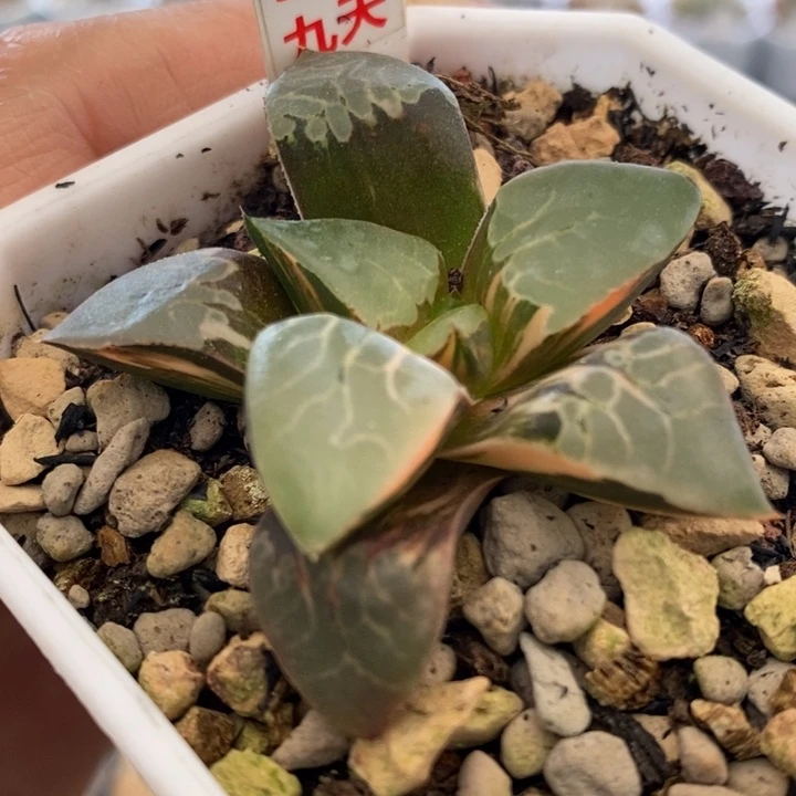 386号火凤凰克锦多肉