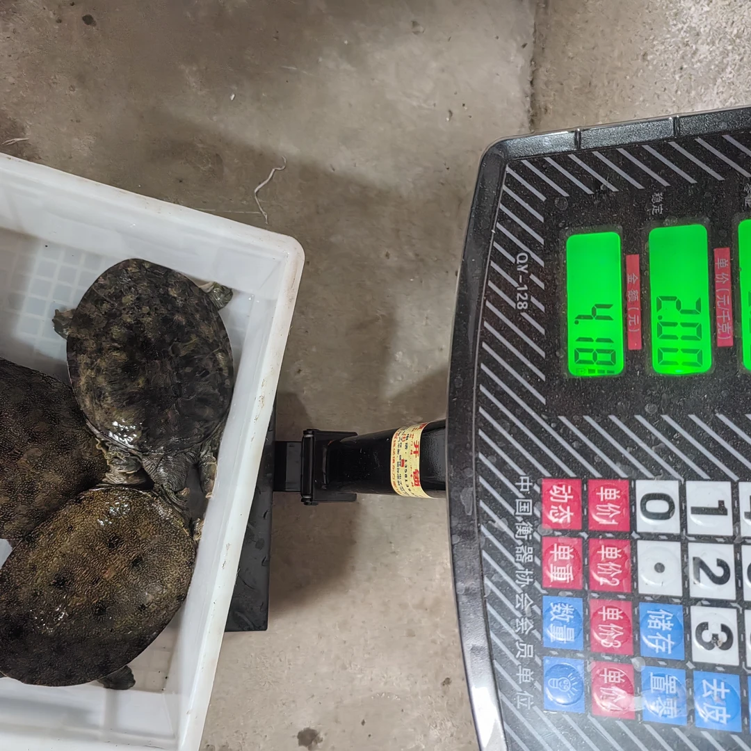 鲜活中华鳖水鱼生猛到家