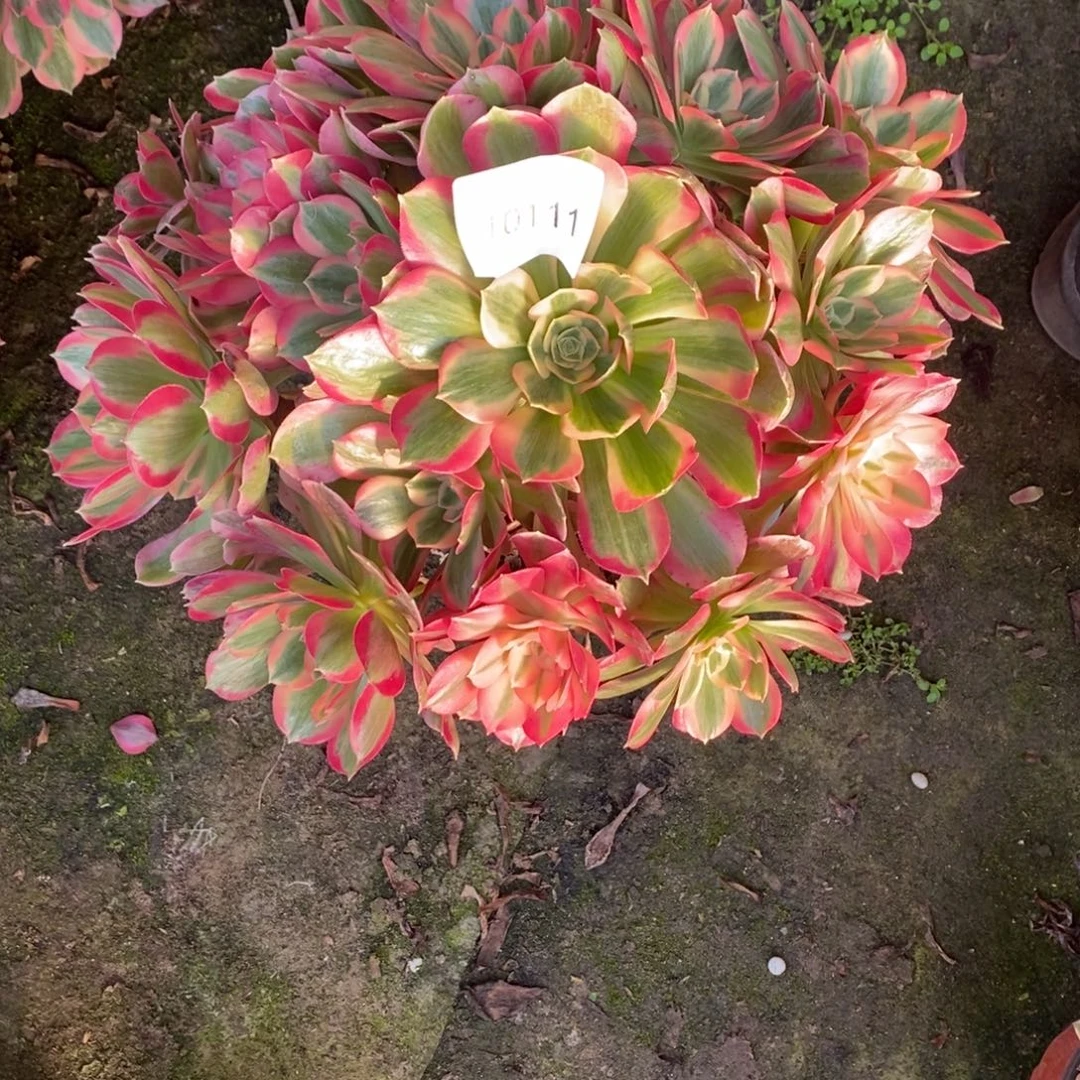 粉女郎多肉1颗10111颗