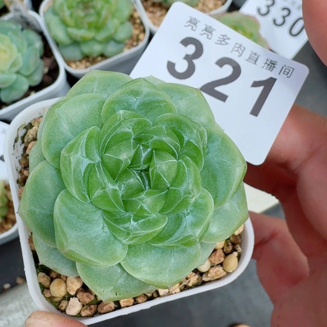 遥遥珍妮            精美多肉植物