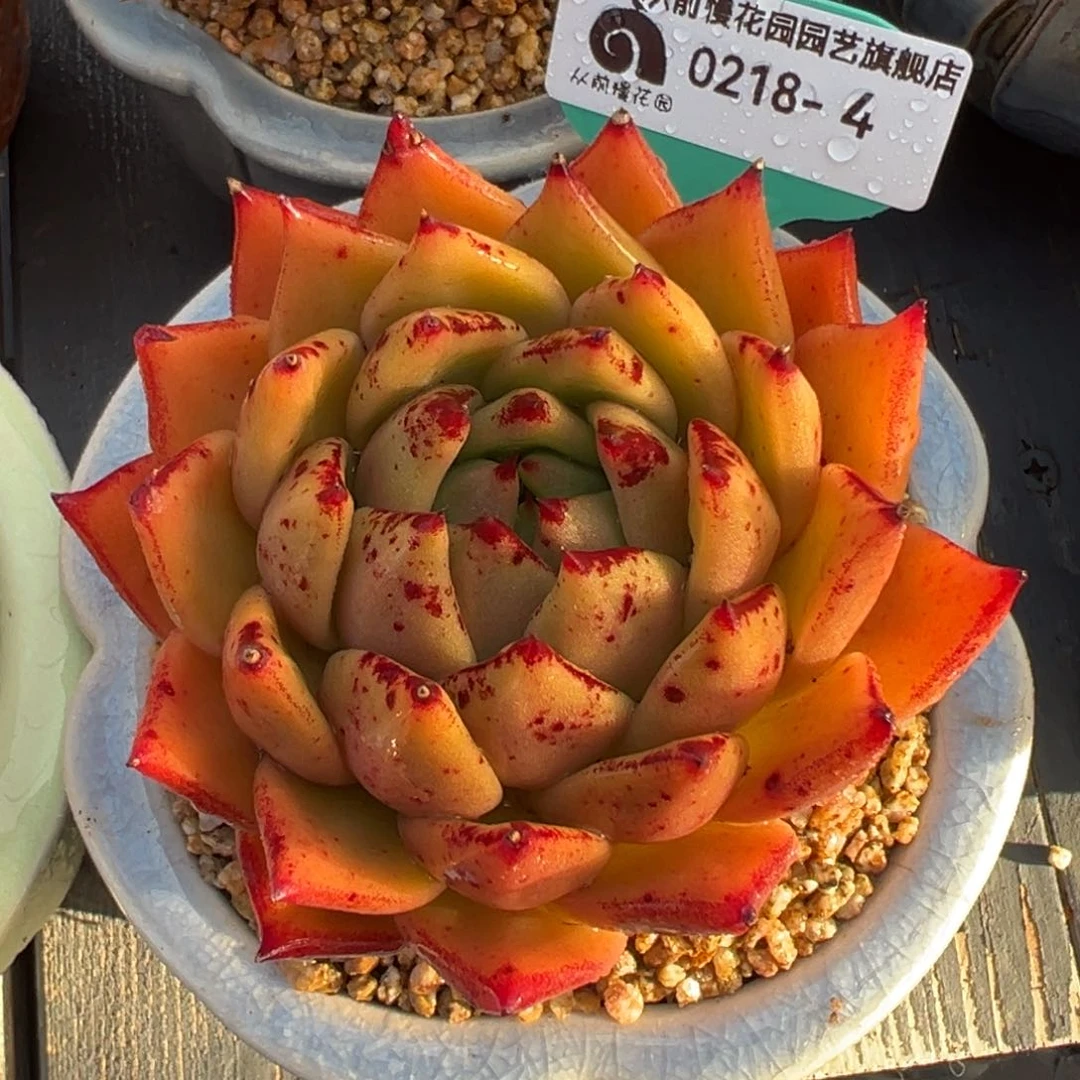 从前慢多肉精选编号0218.4