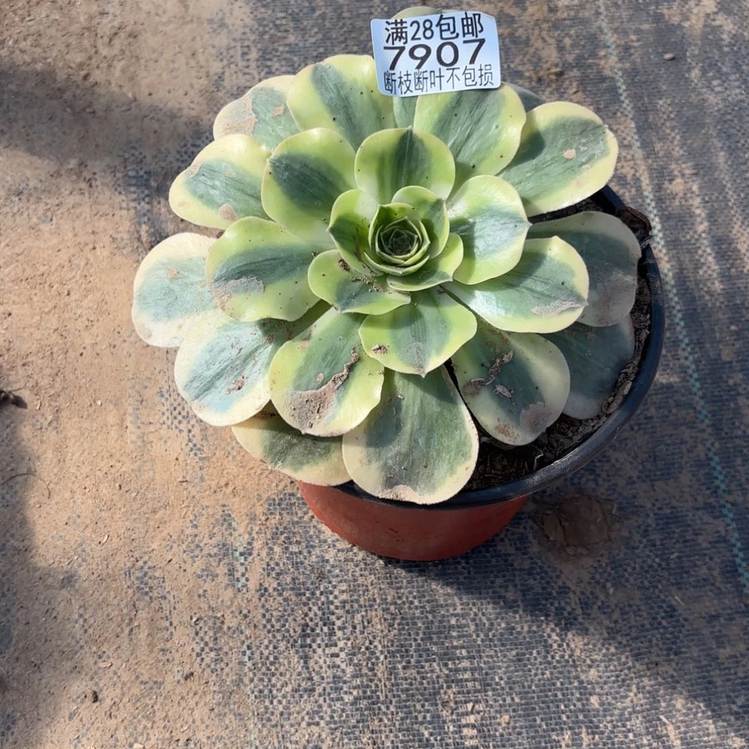 G. 7907香炉盘白多肉，alo