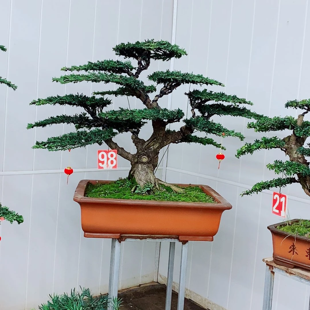 绿植盆栽一物一拍