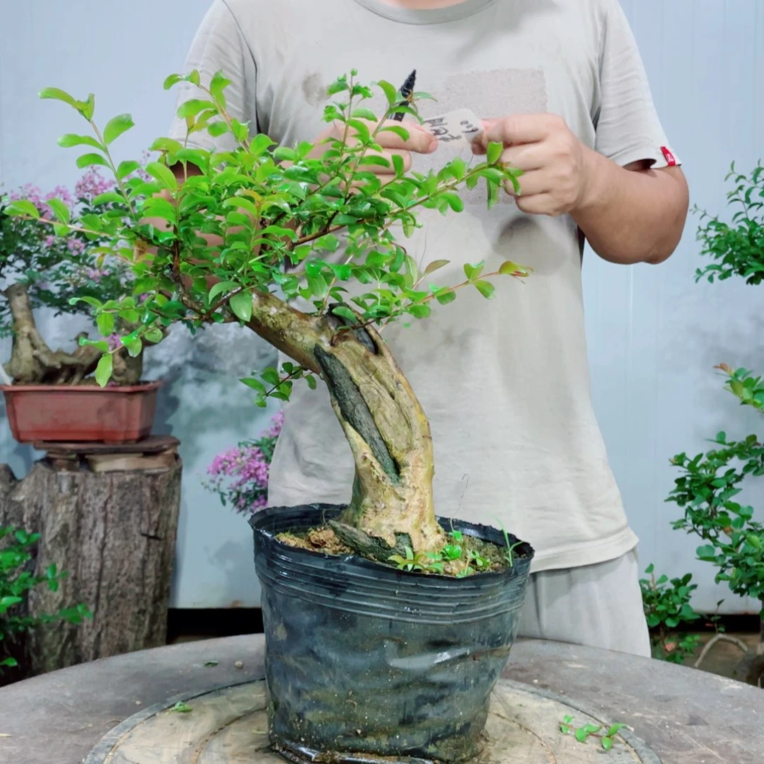 当前无花栽培后可以开花