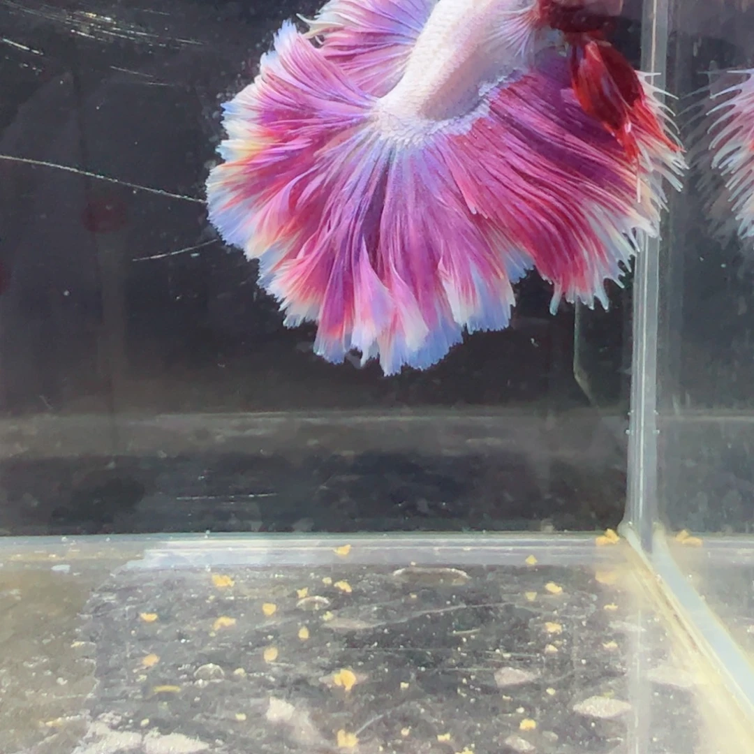 斗鱼浅色仙仙裙特殊尾