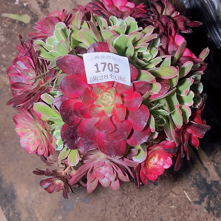 蝉*?1705嫁接多头多肉植物