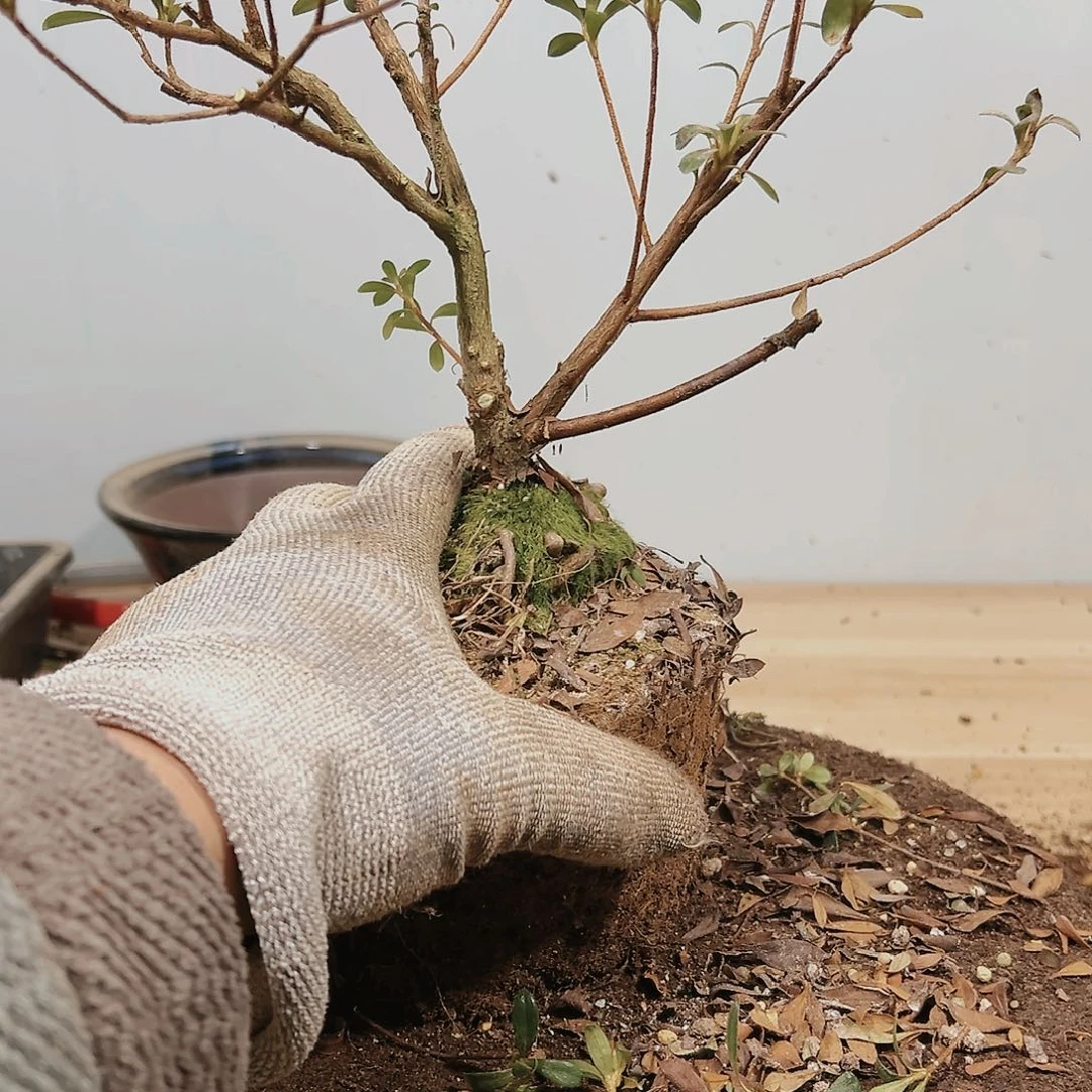 盆景皋月杜鹃品种明美