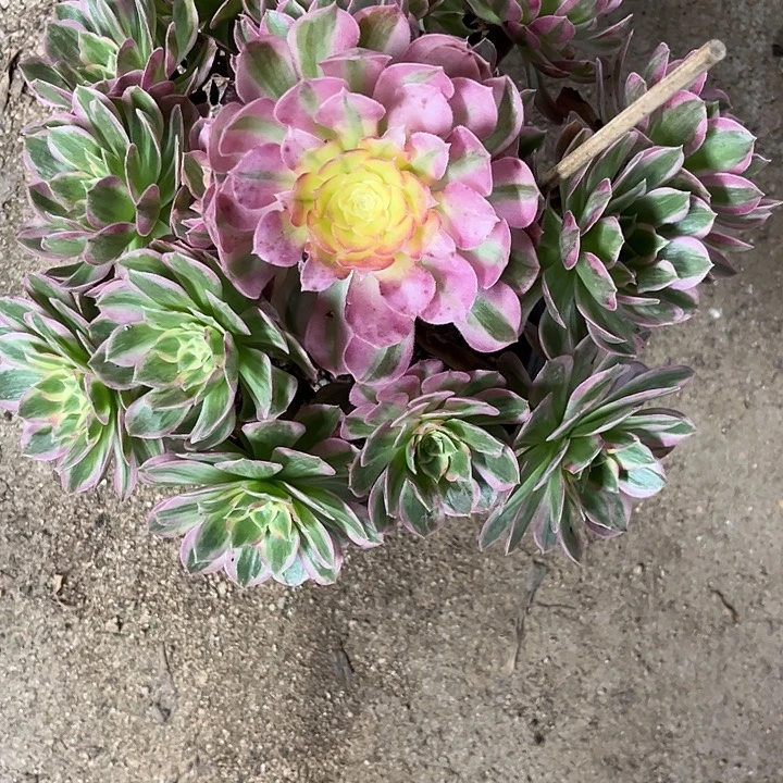 多肉植物粉体海王锦…………