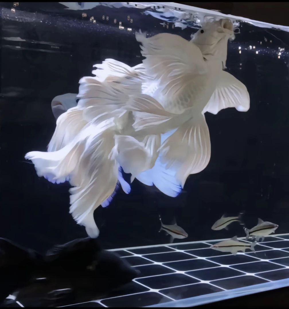 白短球蝴蝶鲤白短球直播专用链接