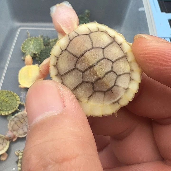 母绿毛龟奶焦11111