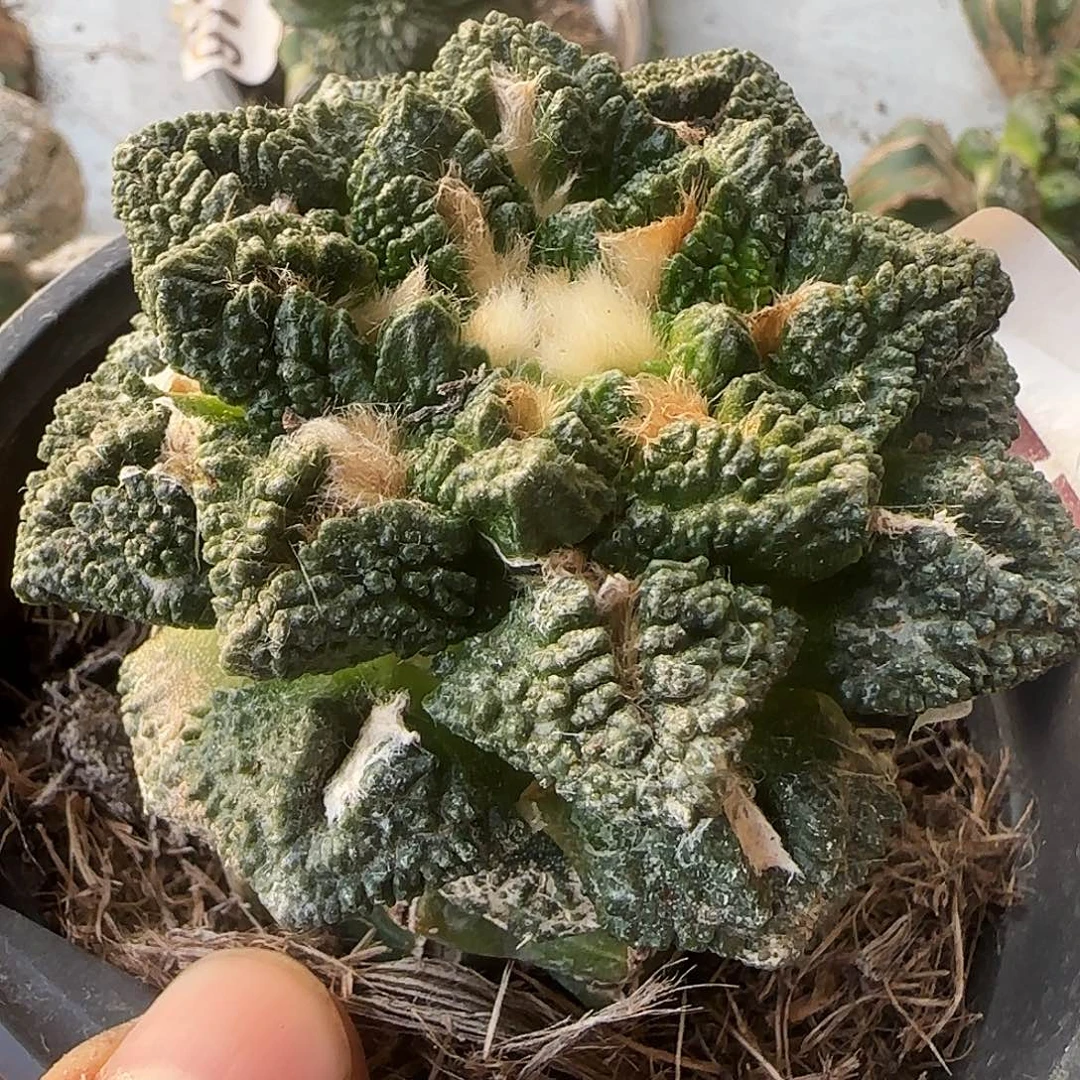 龟甲225仙人球开花