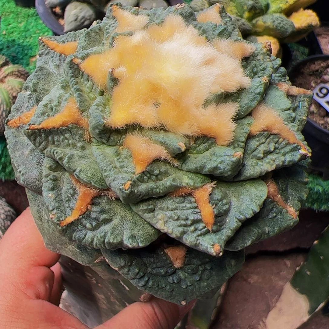 无花朵中筋白肌龟甲牡丹517