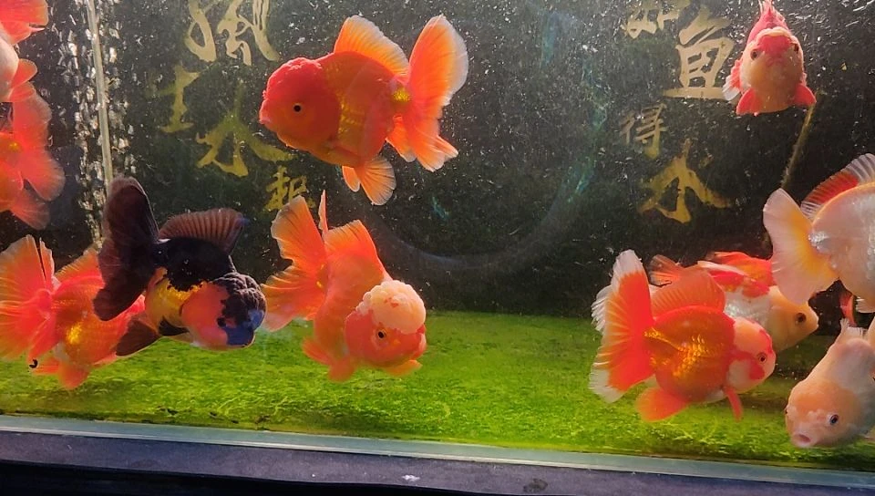 金鱼泰狮金鱼。。。。。