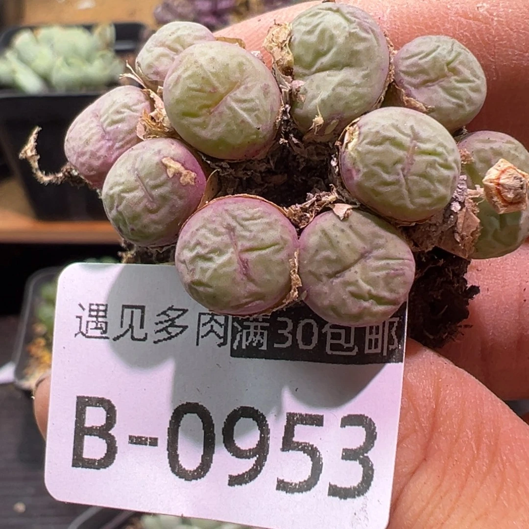 多肉植物1111111111111111111