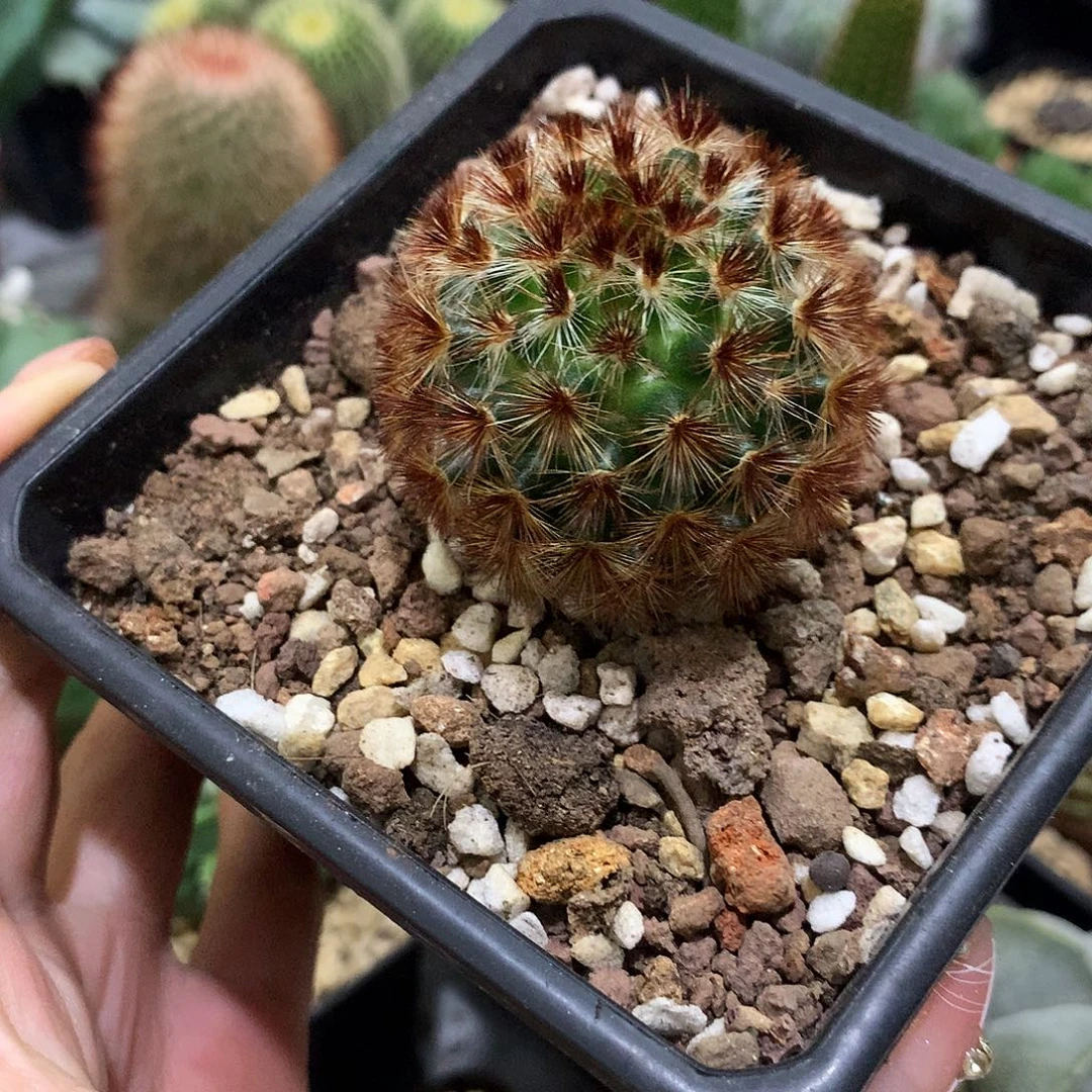 当前无花栽培后可以开花实生根黑红刺嘉文丸