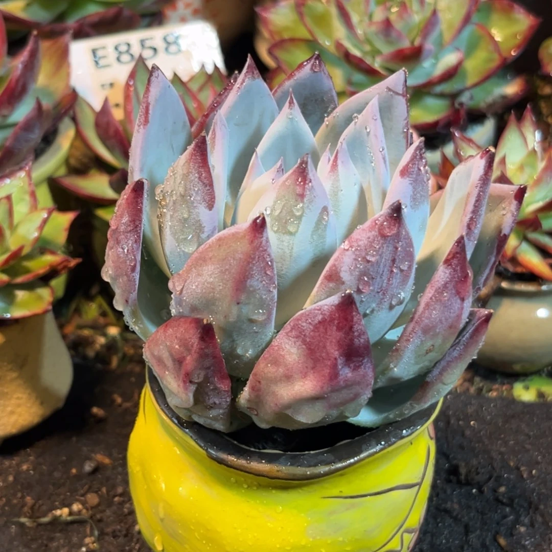 黑卡一瞥多肉植物