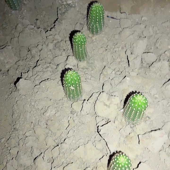 推****雨超级大满贯侧芽5公分毛花柱