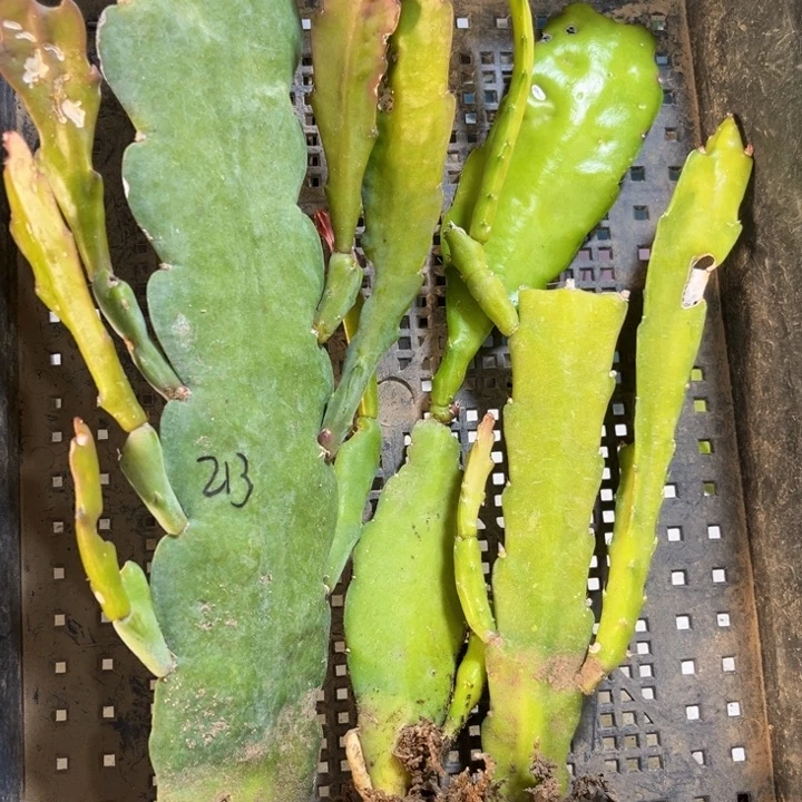 当前无花栽培后可以开花507