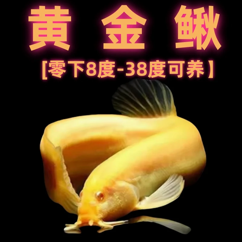 黄金泥鳅冷水观赏鱼招财黄金泥鳅鱼缸清道夫清洁工具鱼好养耐活鱼