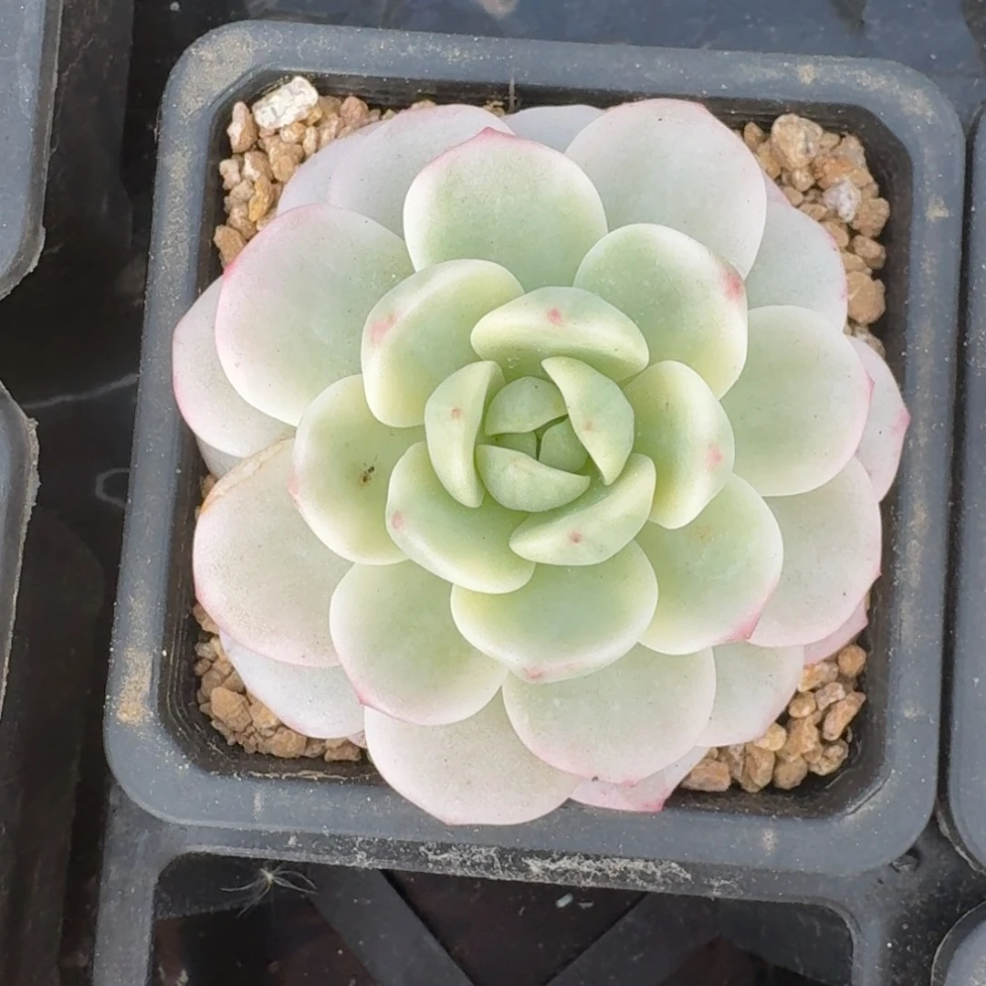香草多肉锦覆轮一物一拍