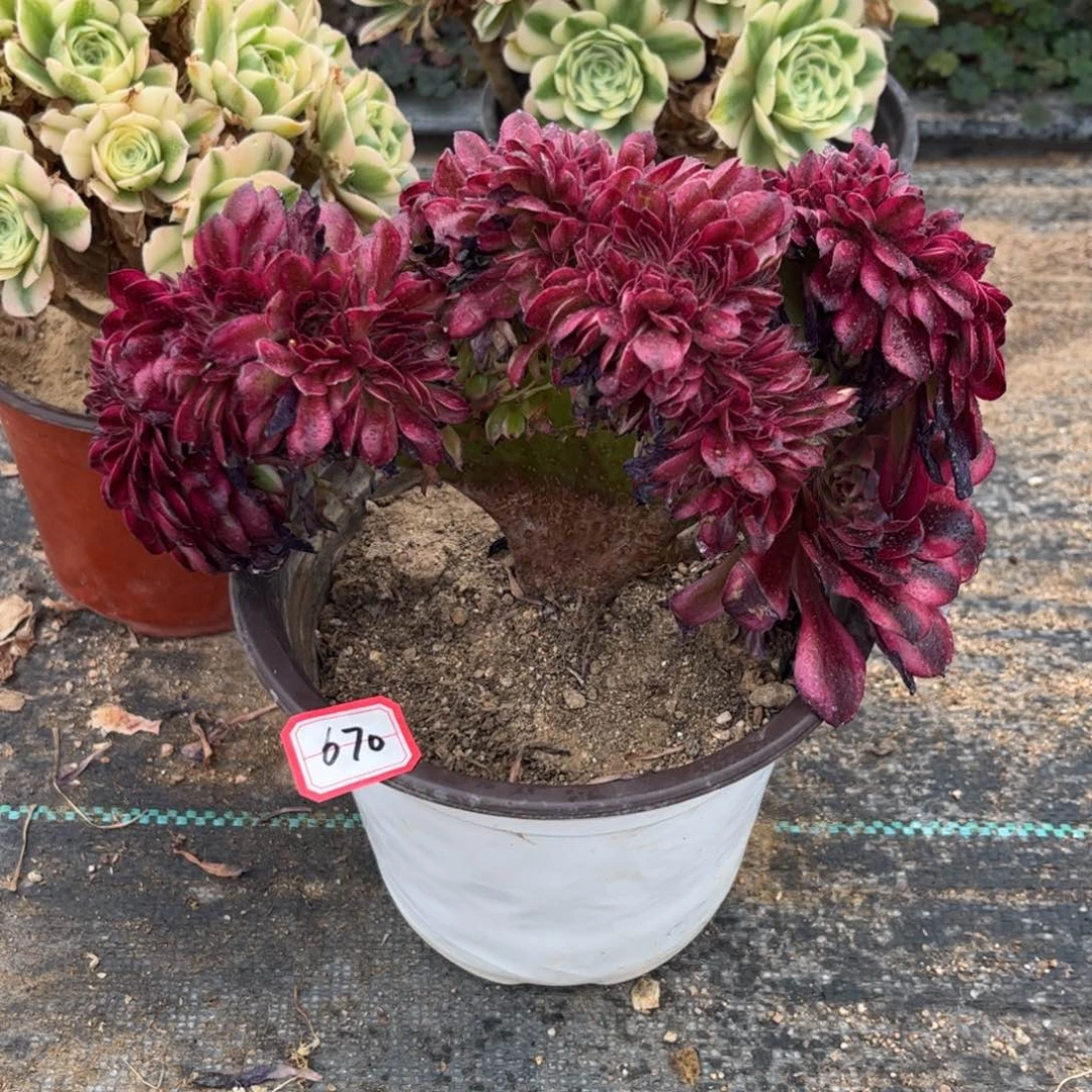 670多肉植物美姬缀化