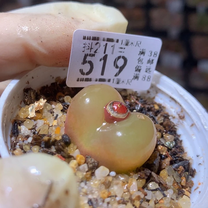 精品生石花211.519