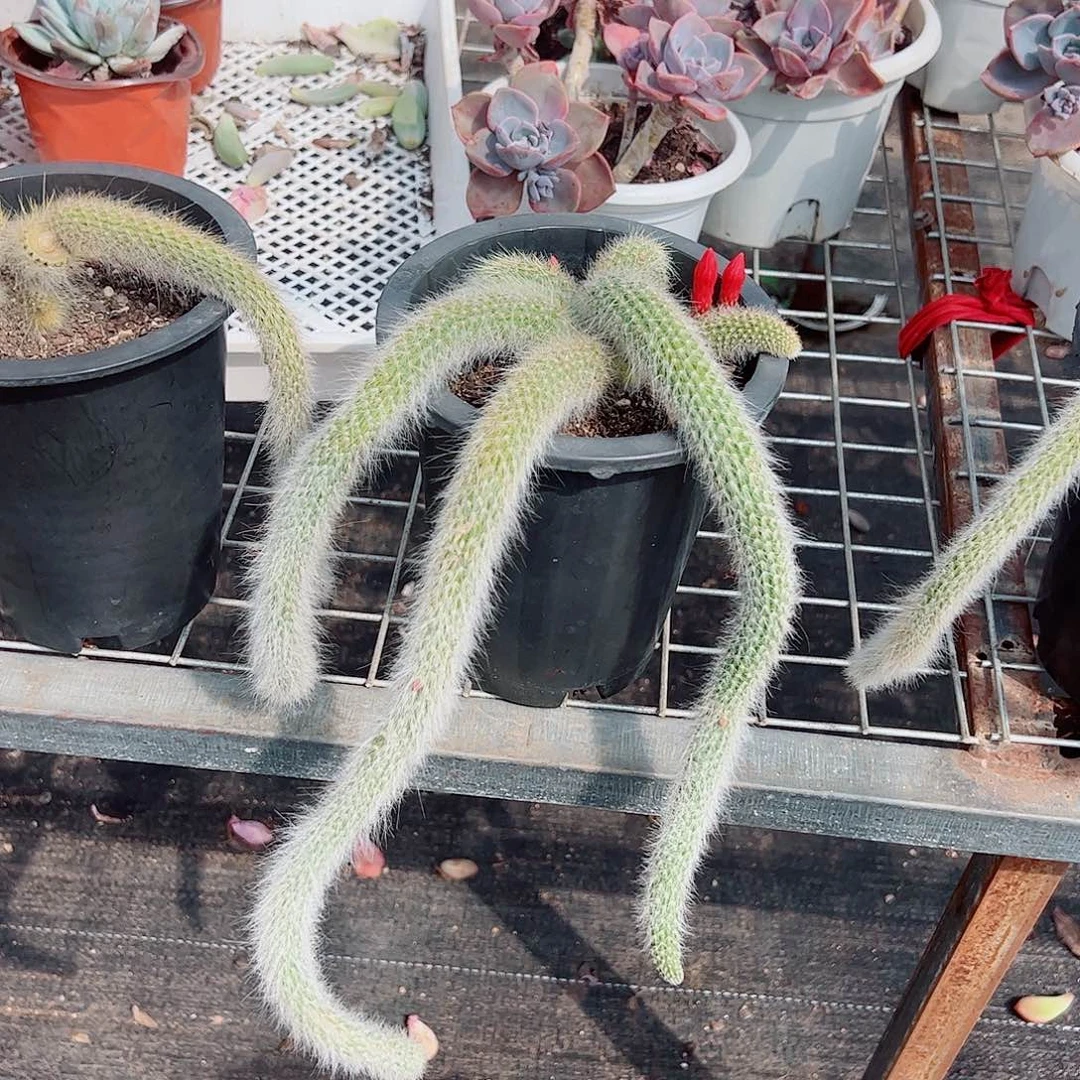 九尾狐 多肉植物