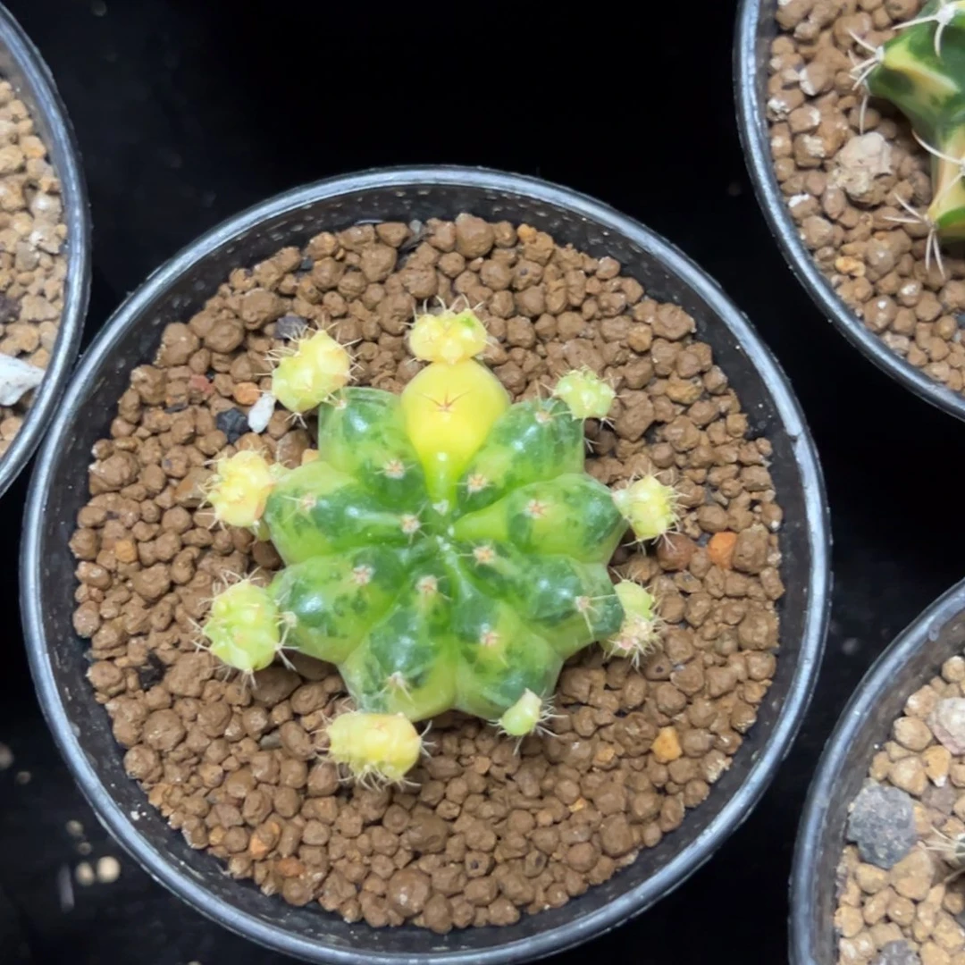 绿袖子侧芽自根带盆土发货39