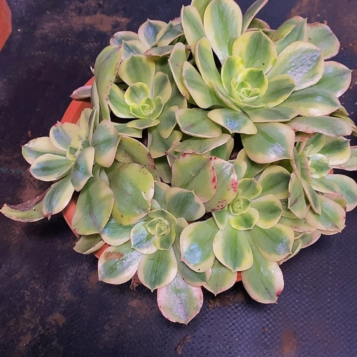 香炉盘白锦多肉植物
