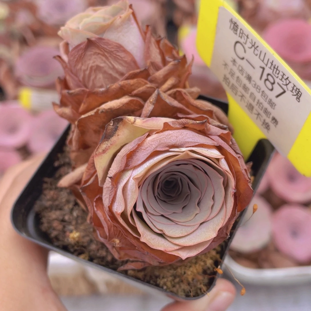 山地玫瑰C187满38包邮裸根发货