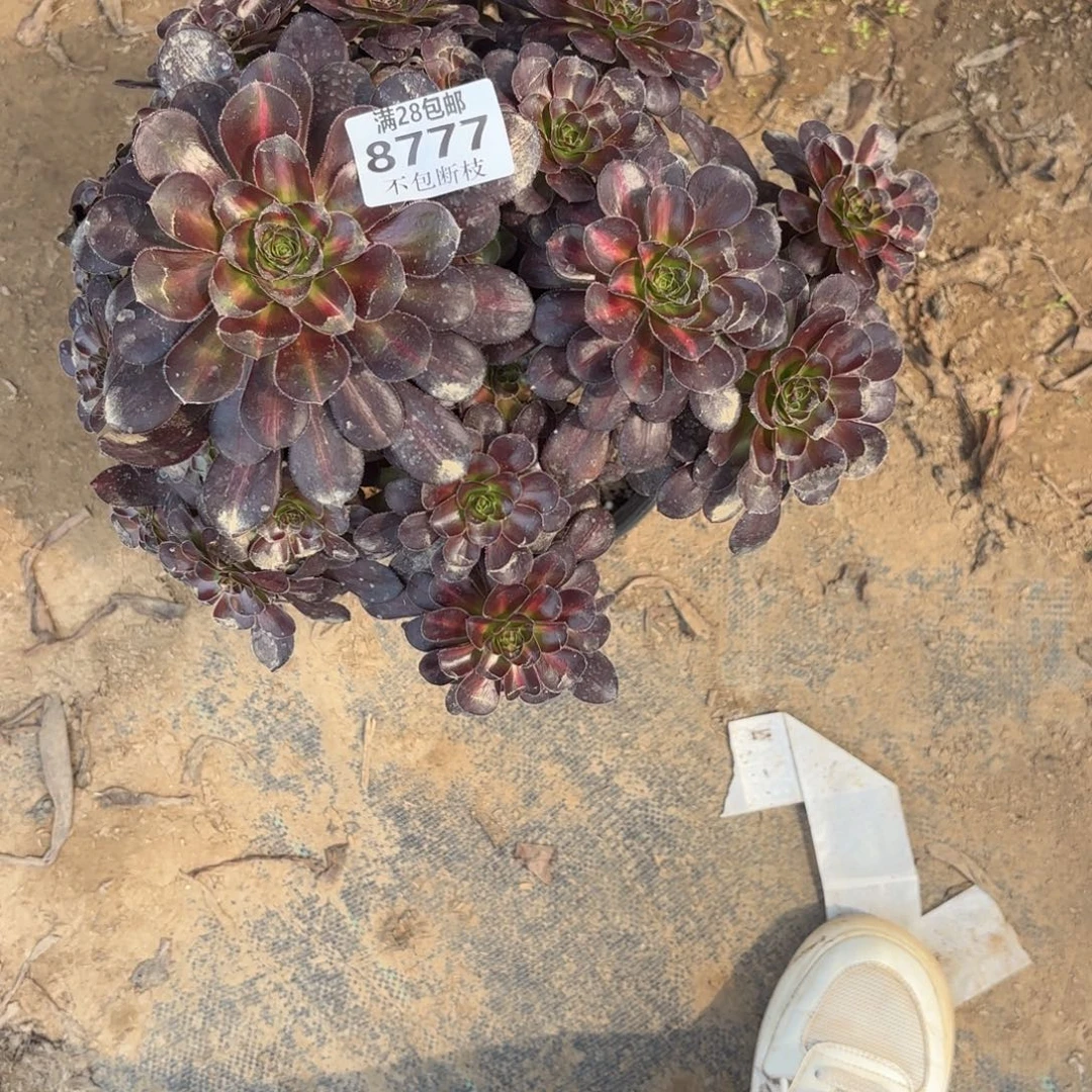 K. 8777晚霞多肉。bad