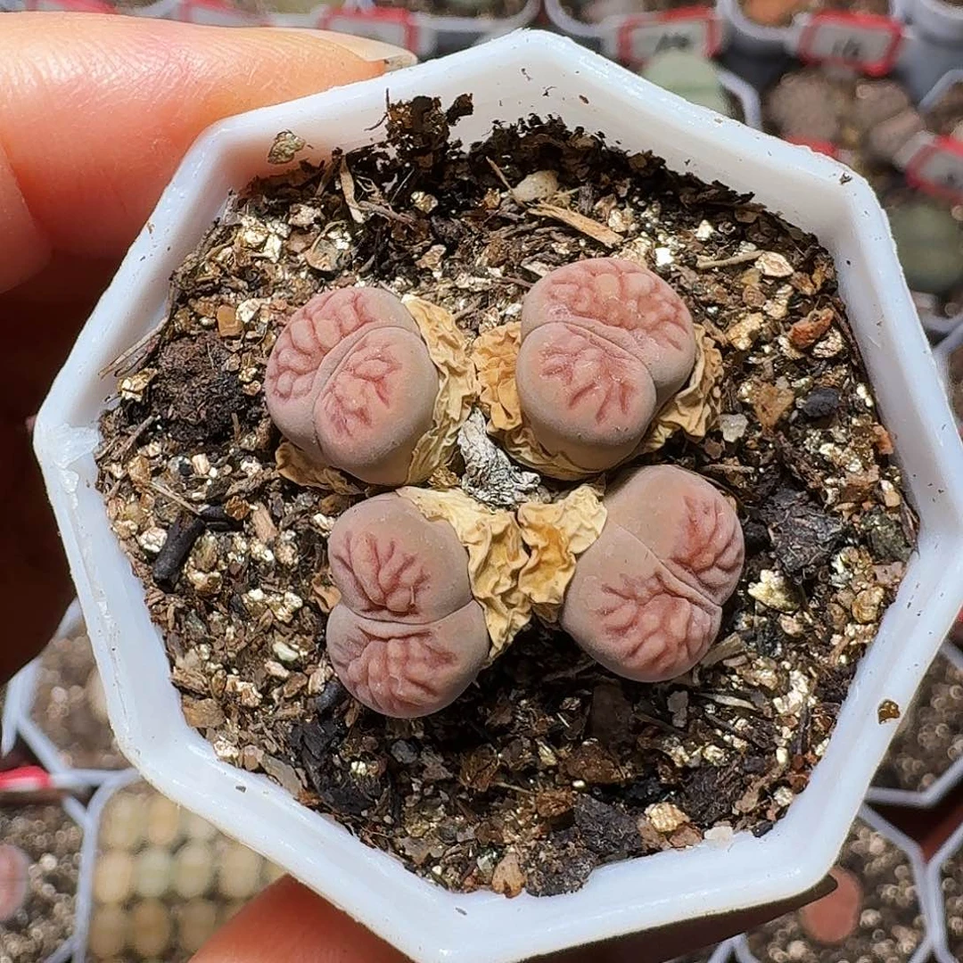 生石花22:：/。  15。 粉菊花石