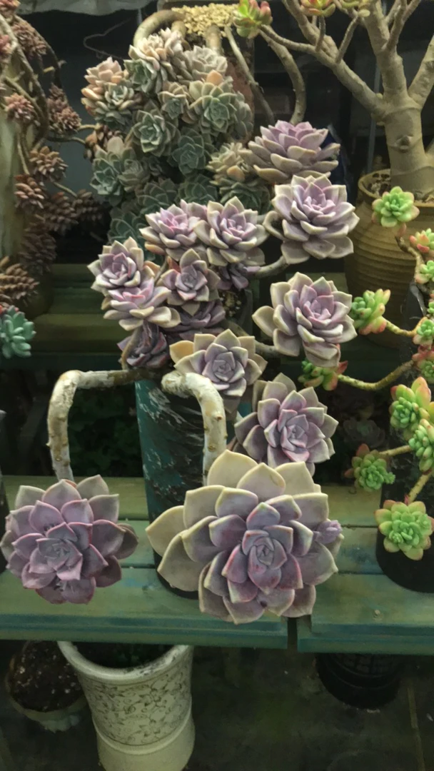 整装无砍老桩紫乐