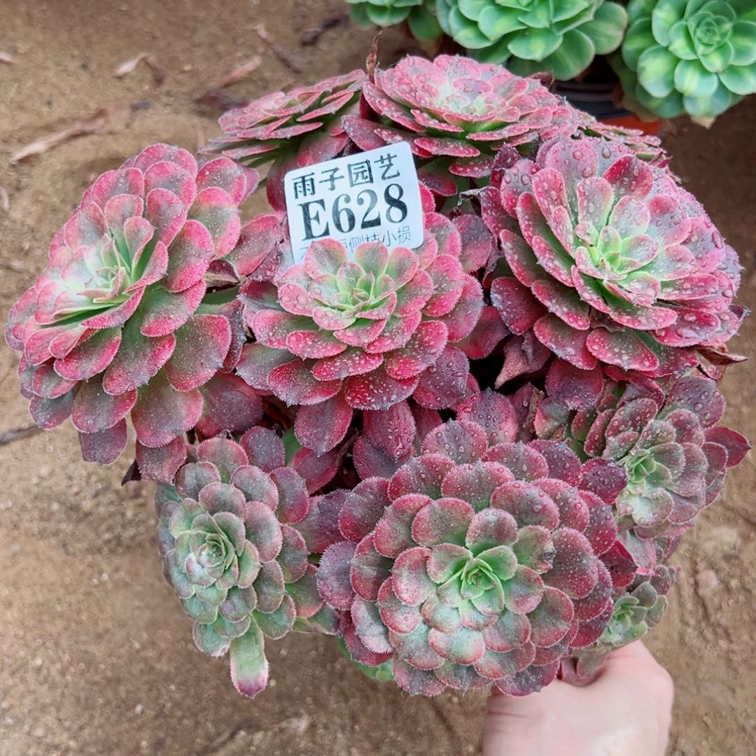 628月婵尺寸20左右