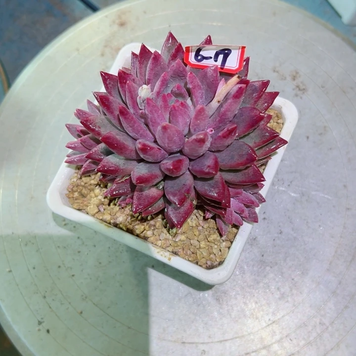 用****7精品多肉植物老桩