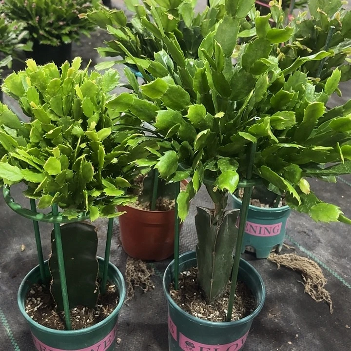 你***一当前无花栽培后可以开花