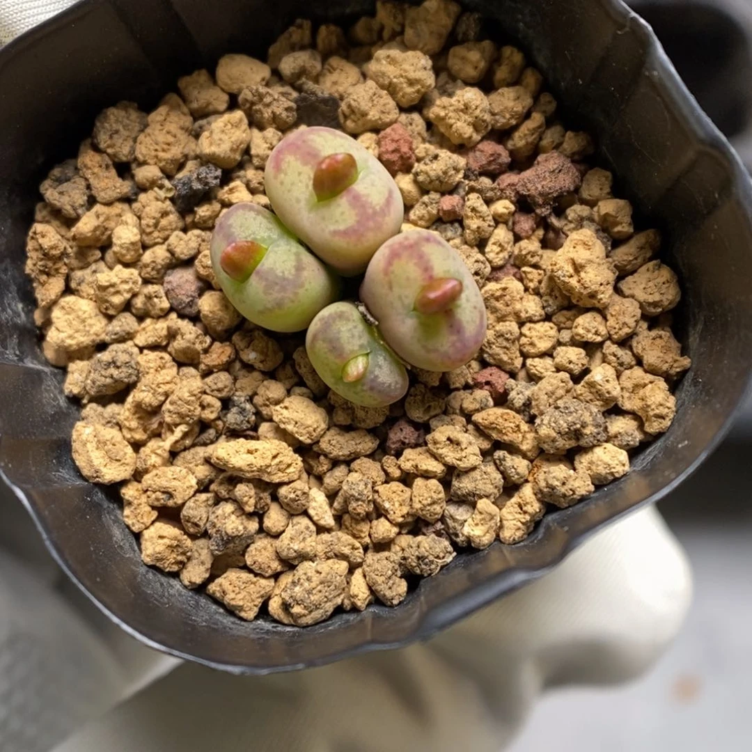 多肉植物肉锥杂交K-3731