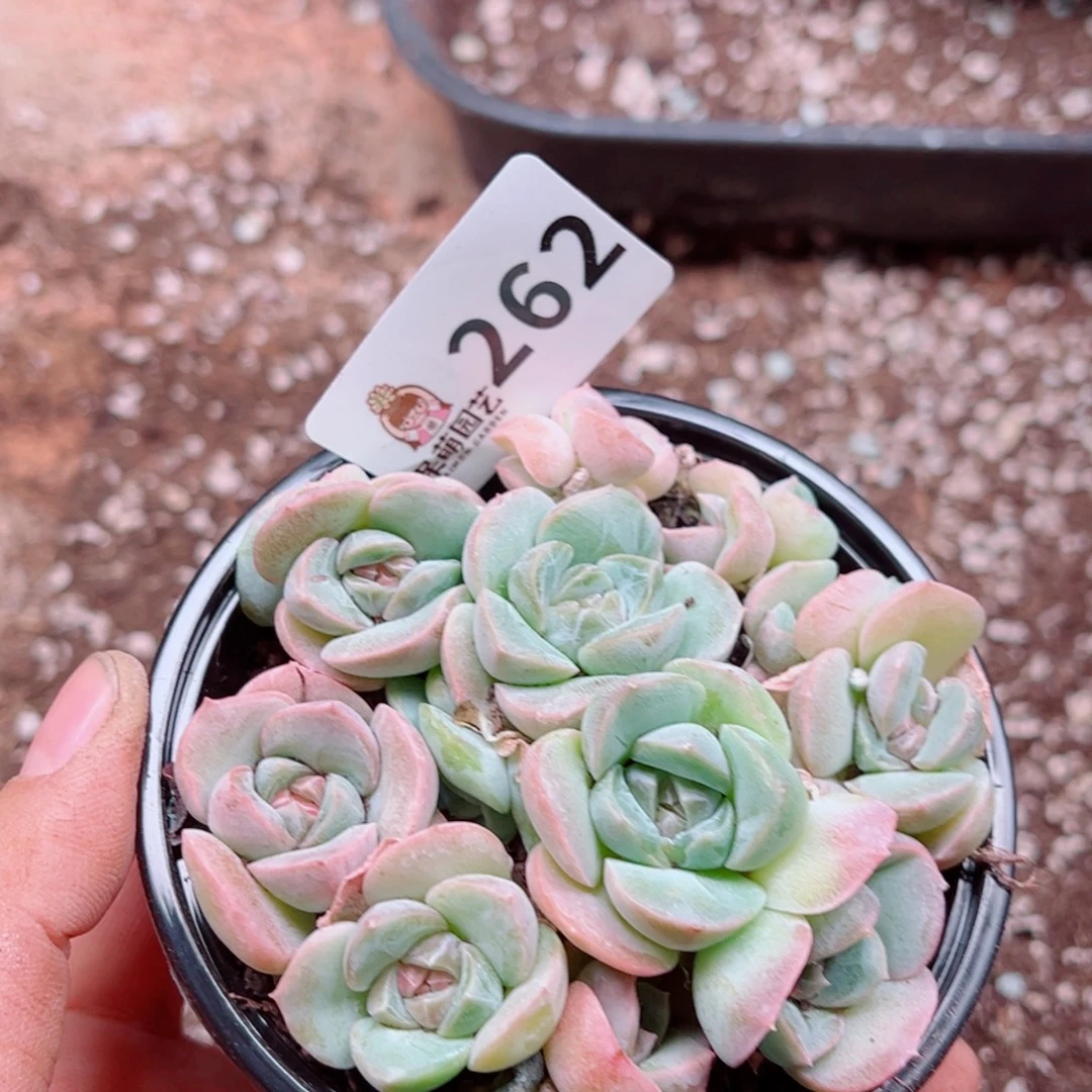 多肉植物多肉植物