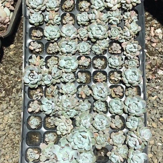 梦露穴盘育苗，70颗左右