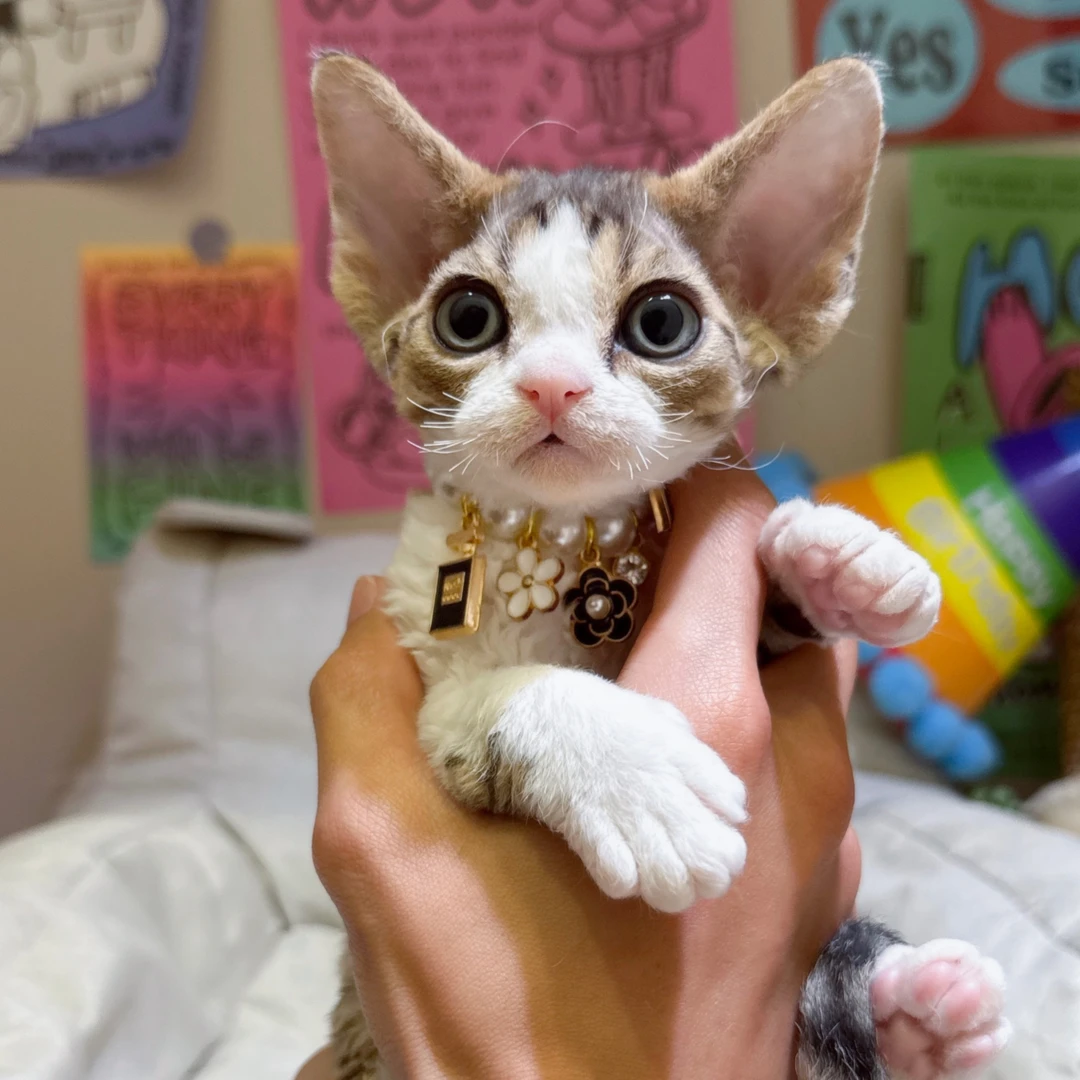 德文弟弟 德文卷毛猫