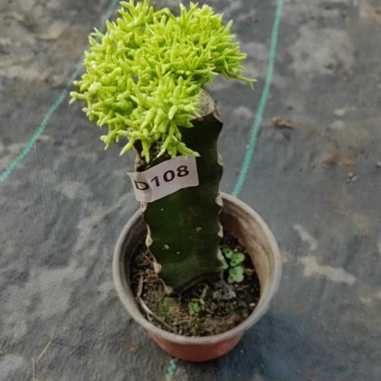 无花朵108木偶人一颗