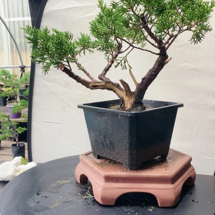 【闪购商品】无花朵盆景园林