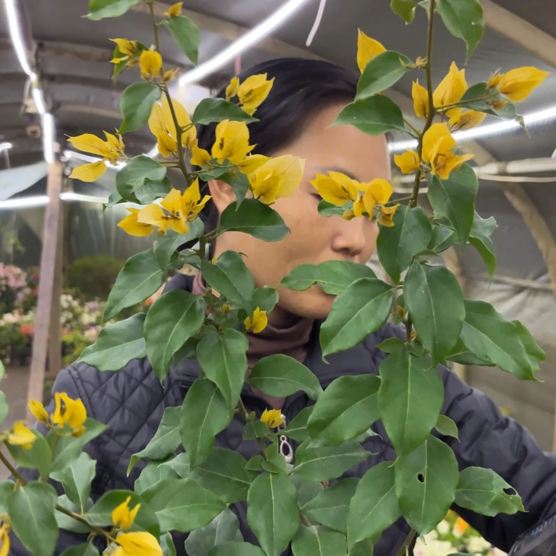 全部花苞（月朦胧）三角梅会掉花掉叶会光杆有大有小