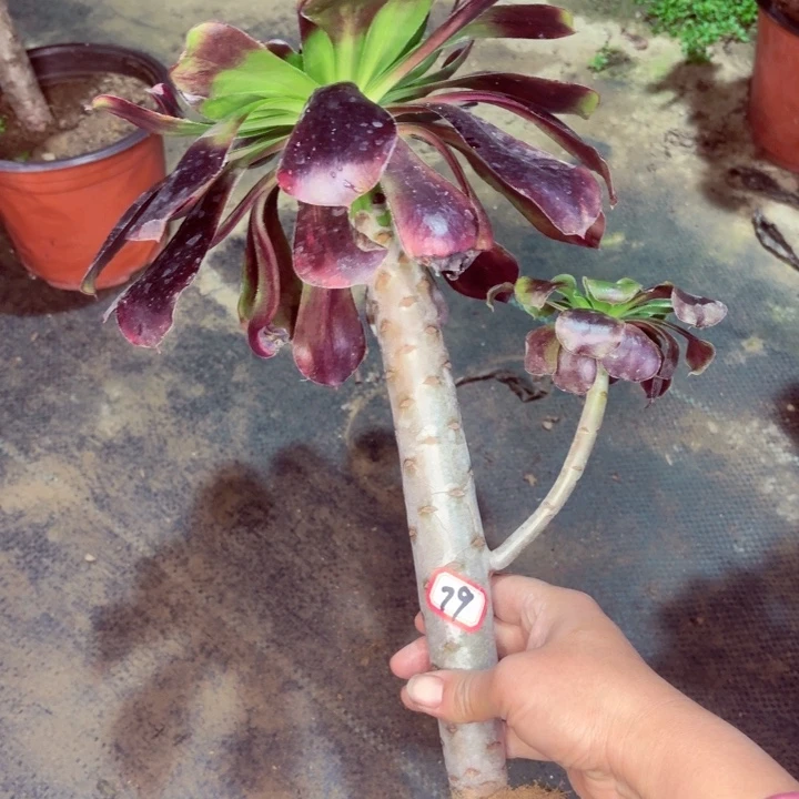 巫毒法师多肉79，